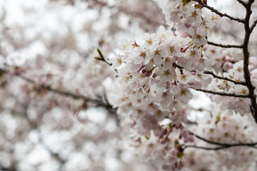 Sakura flowers festival,Spring Cherry blossoms white flowers on nature background at japan