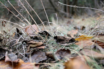 leaves, autumn, forest, nature