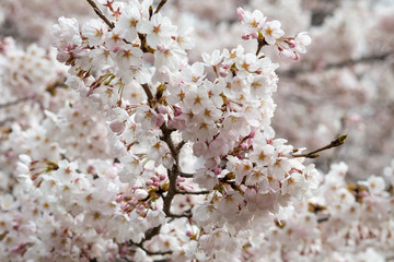 Sakura flowers festival,Spring Cherry blossoms white flowers on nature background at japan