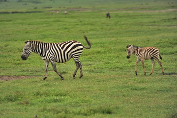 Fototapeta na wymiar Zebras graze in a meadow in the African savannah.