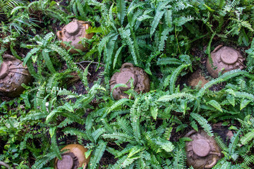 Traditional Vietnamese Rustic pottery in garden