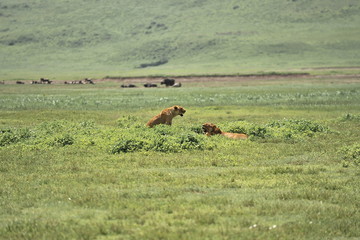 African lion hunts in the savannah.