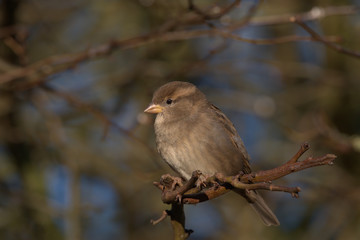 Female House sparrow ,Passer domesticus