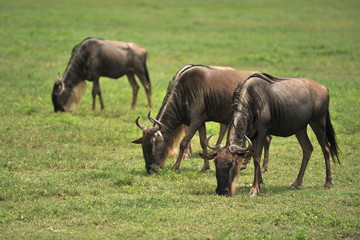 Naklejka na ściany i meble Fauna of the Serengeti park in Tanzania.