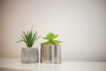 Indoor plant succulent on table against white wall