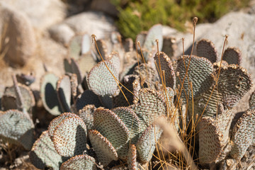 cactus in the desert, Joshua tree national park