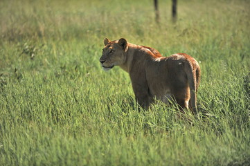African lion hunts in the savannah.
