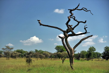 Graceful trees in the african savannah. Landscapes of the Serengeti Park in Tanzania.