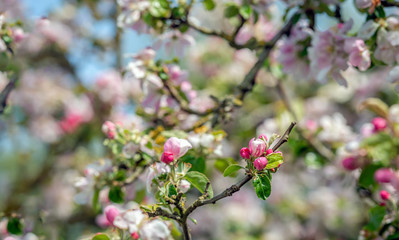 Tender budding apple blossom from close