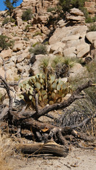 tree in the desert and wild cactus at Joshua tree national park