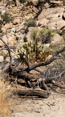 tree in the desert and wild cactus at Joshua tree national park