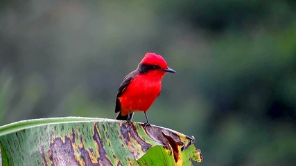 Un Oiseau Rouge et Noir sur une Feuille