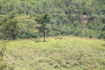 trees in a field