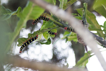 Chenilles : Sphynx du frangipanier