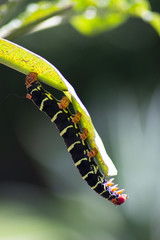 Chenille : Sphynx du frangipanier	