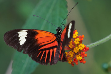 Fototapeta na wymiar monarchfalter