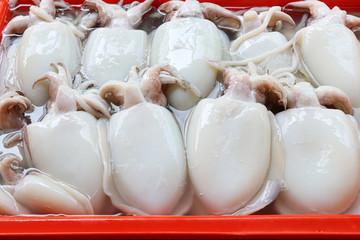 Closeup fresh raw squid on the market for sale.