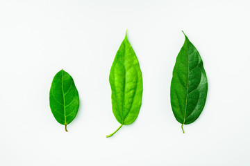 collection of a green leaves on white desk.