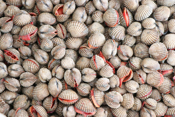Closeup cockles on the market for sale