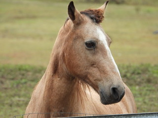 Obraz premium portrait of a horse