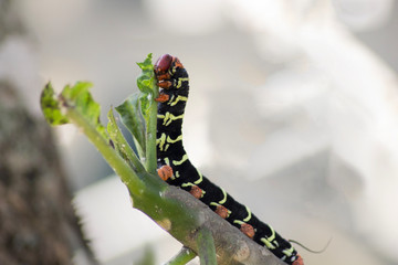 Chenille : Sphynx du frangipanier	