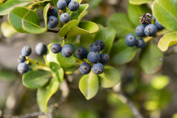 Rhaphiolepis umbellata flower and berries