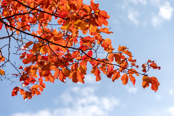 Parrotia persica tree detail with leaves in Autumn