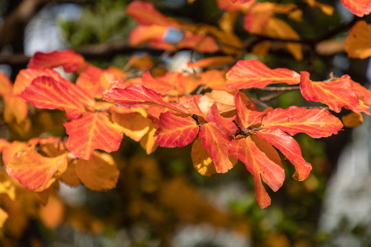 Parrotia persica tree detail with leaves in Autumn