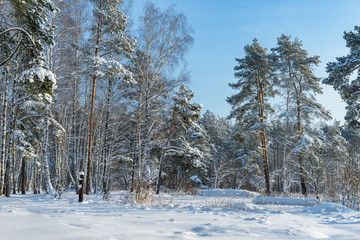 Winter forest, trees under a layer of snow.
