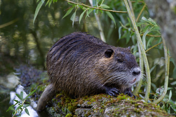 nutria on a log in the bushes with blurred background