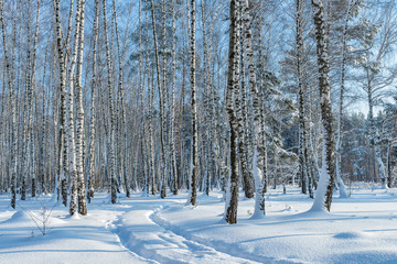 Winter forest, trees under a layer of snow.