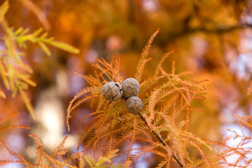 Cones and foliage of bald cypress Taxodium distichum