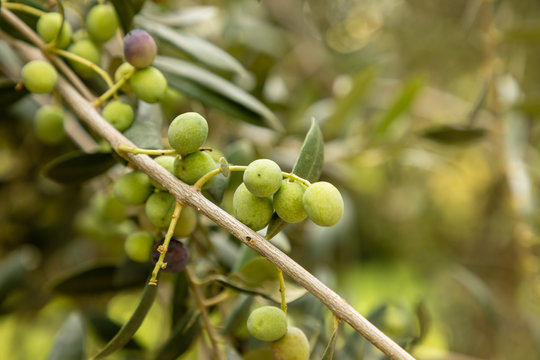 closeup of a twig of arbequina olive tree