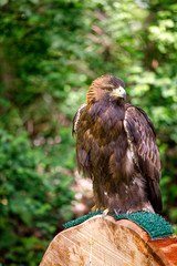 Golden eagle on a perch