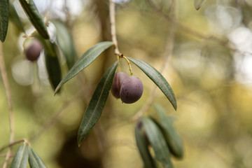 Ripe olives on olive tree branch