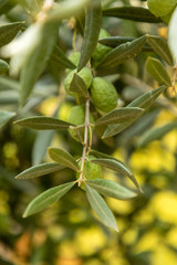 Ripe olives on olive tree branch