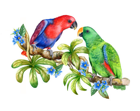 Eclectus parrots male and female sitting on branch of a tropical liana isolated on white background. Realistic watercolor. Illustration. Close-up. Clip art. Hand drawn.