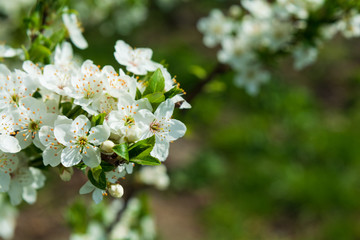 White cherry blossom in full bloom against defocused background. Spring background. Copy space. Soft focus