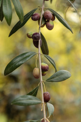 olives grown in Spain of the Manzanilla variety