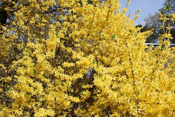 Bright yellow bushes of Forsyth delight people with their beauty