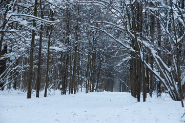 Winter forest, trees under a layer of snow.