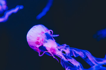 Jellyfish