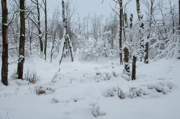 Winter forest, trees under a layer of snow.