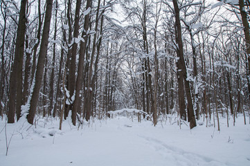 Winter forest, trees under a layer of snow.