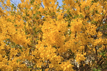 Bright yellow bushes of Forsyth delight people with their beauty