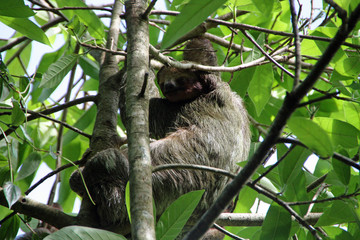 Sloth in the tree in Costa Rica