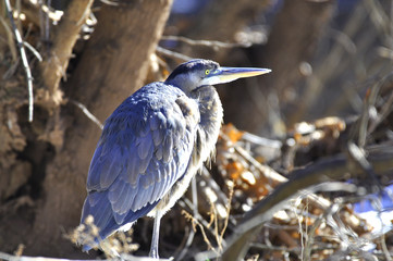 Heron Close-Ups