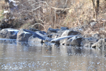 Heron Flying