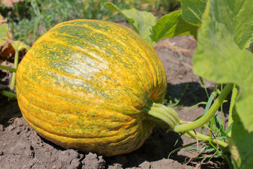 Ripe pumpkin lying in the garden.