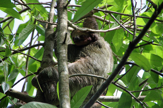 Sloth in the tree in Costa Rica